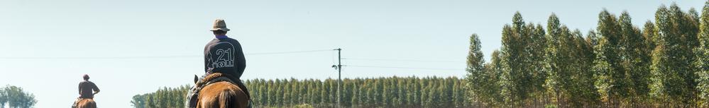 A countryman gathers and leads the cattle next to the road