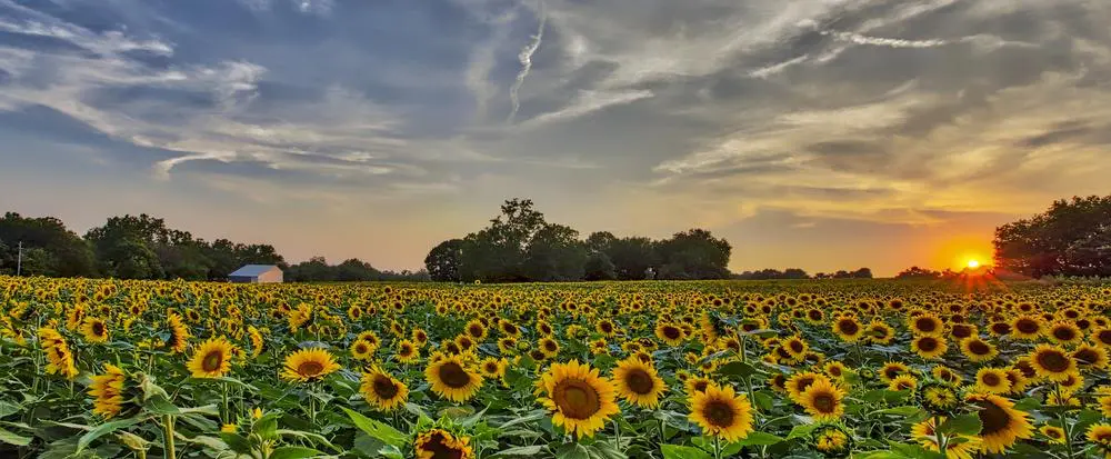 Beautiful Sunflowers in the Field Natural Background